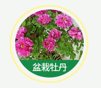 盆栽牡丹