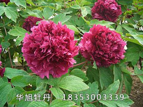 案例展示
