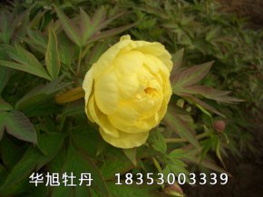 海黄