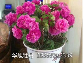 盆栽牡丹