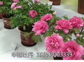 盆栽牡丹