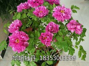 盆栽牡丹