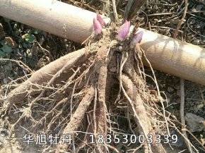 三年苗芍药
