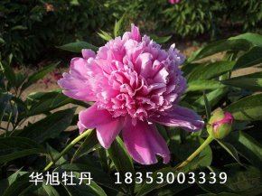 兰菊