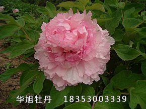 云蒸霞蔚