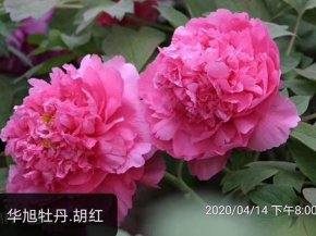 胡红