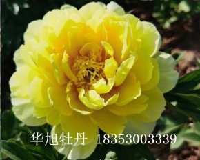 进口芍药品种-巴茨拉