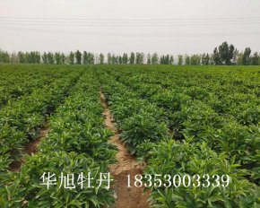 种植基地-进口切花芍药